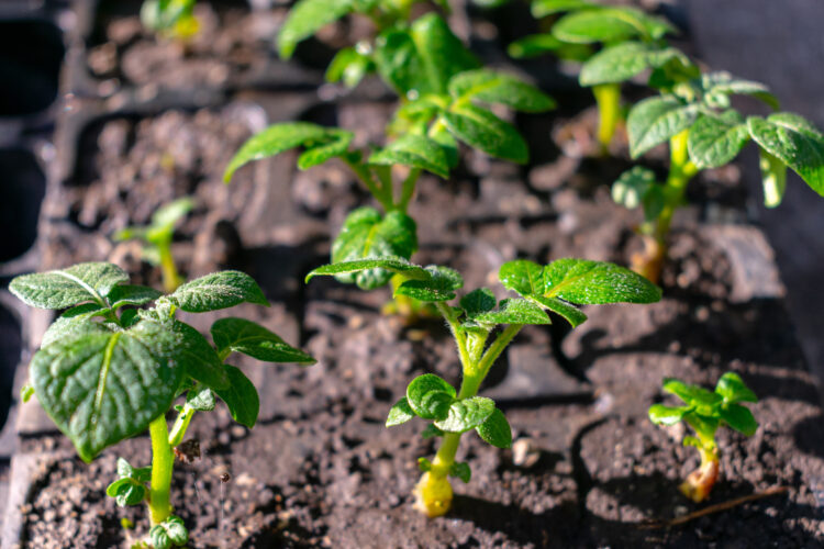 Tips for Selecting Seeds